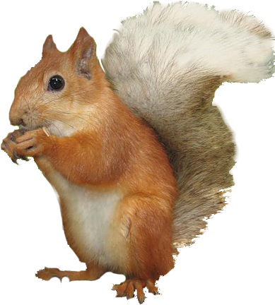 őszi állatok_110.png